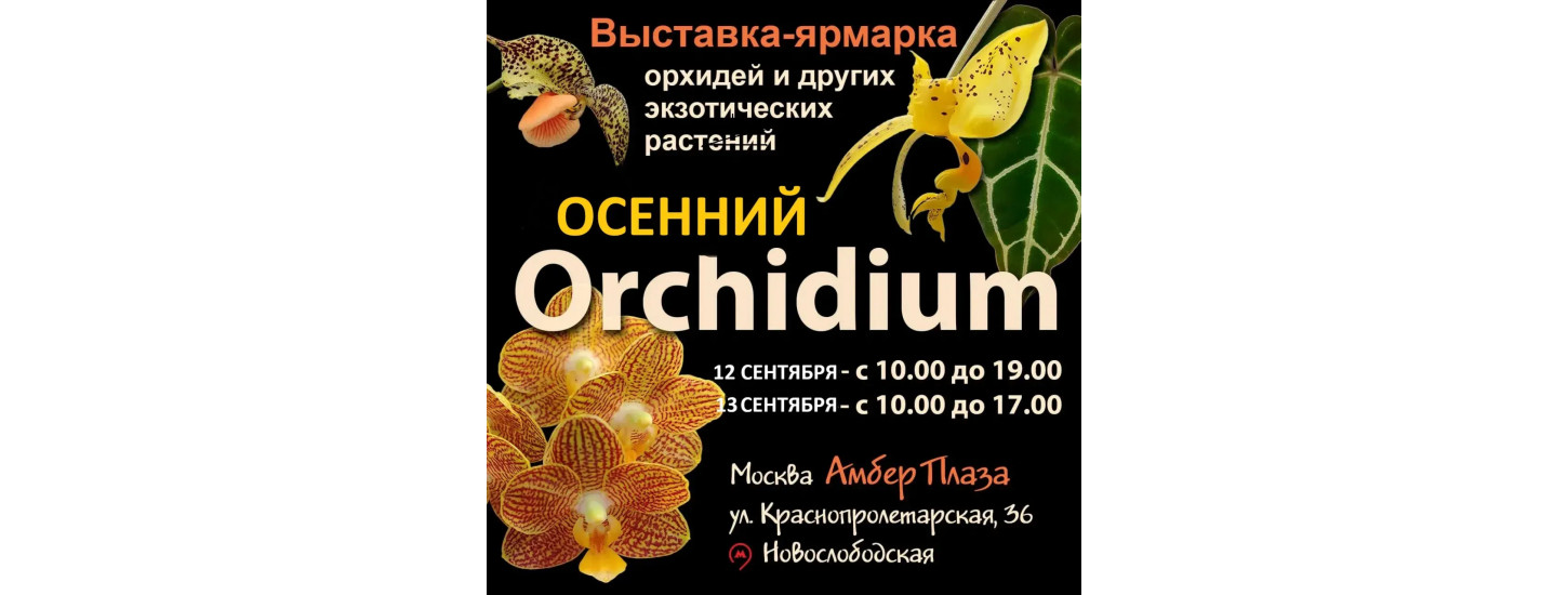Орхид